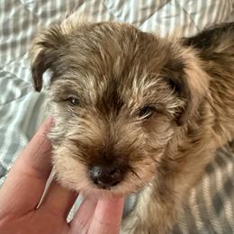 Yellow - Liver female Miniature Schnauzer puppy in Griggsville, Illinois from Stephenson’s Mini Schnauzer’s