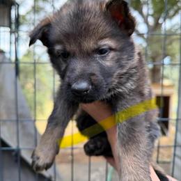 A1-8 Sable Boy - Mr. Yellow (formerly Olive Grn) - Sable male German Shepherd puppy in Lincoln, California from Valor-K9s