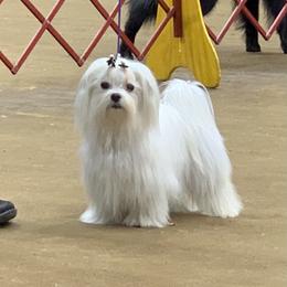 Daisy - Maltese
