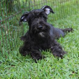 Scarlet - Black female Miniature Schnauzer puppy in Spring Hill, Florida from Suncoast Miniature Schnauzers