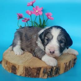 Pebbles - Blue merle female Aussiedoodle puppy in Lake Bronson, Minnesota from Jupiter Doodles