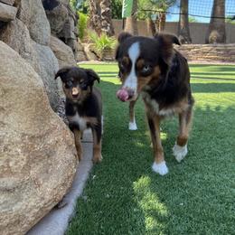 Miniature Australian Shepherd Puppies from B my Sunshines Mini Aussies