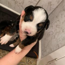 Miniature Australian Shepherd Puppies from Strawberry Mountain Mini Aussies