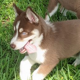 Jade - Red and white Siberian Husky puppy in Bradenton, Florida from Island Huskies of Bradenton