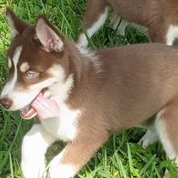 Jade - Red and white Siberian Husky puppy in Bradenton, Florida from Island Huskies of Bradenton