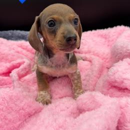 Boy 1 - Piebald male Dachshund puppy in Spanaway, Washington from 11 Oaks Kennels