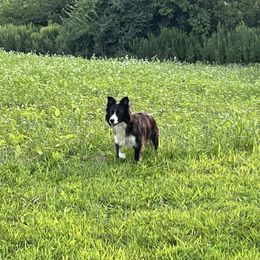 Border Collie puppies from C&C Border Collies