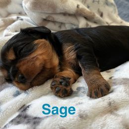 Sage - Black and tan male Cavalier King Charles Spaniel puppy in Sandstone, Minnesota from Peaceful Garden Cavaliers