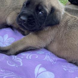 Mastiff Puppies from Treasure Coast Mastiffs
