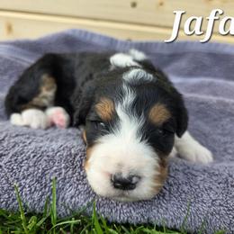 Jafar - Tri-color male Bernedoodle puppy in Blackfoot, Idaho from Draper Mountain Doodles