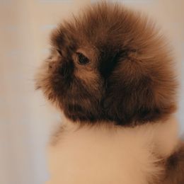 Girl3 - Red and white female Shih Tzu puppy in Gig Harbor, Washington from Gig Harbor Shih Tzu's