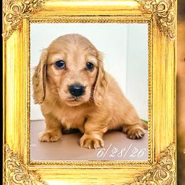 Sir Windsor - Cream male Dachshund puppy in Splendora, Texas from Ram’s Kennels