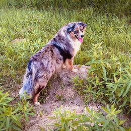 Miniature Australian Shepherd All Grown Up from Sunset Acres Mini Aussies