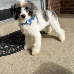 Belle - Poodle