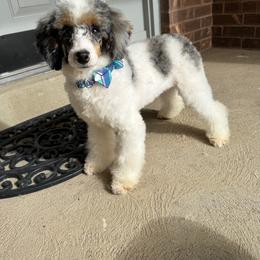 Belle - Poodle