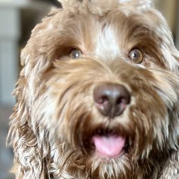 Annie - Australian Labradoodle