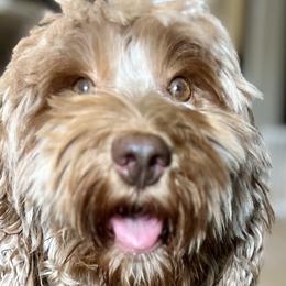 Annie - Australian Labradoodle