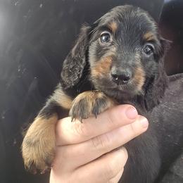 Skipper - Black and tan male Dachshund puppy in Bigfork, Minnesota from Long Ears and Long Dogs Ranch