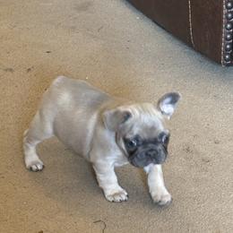 Faith - Blue fawn female French Bulldog puppy in Alabama from Southern Bulldogs