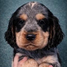 Fantasy - Tri-Roan female English Springer Spaniel puppy in Florida from Thunderbird Springers