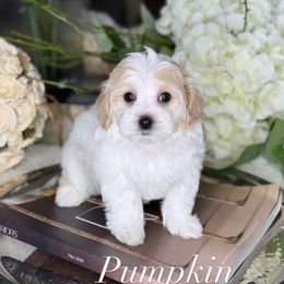 Pumpkin - female Maltipoo puppy in West Jordan, Utah from Doodles Friend