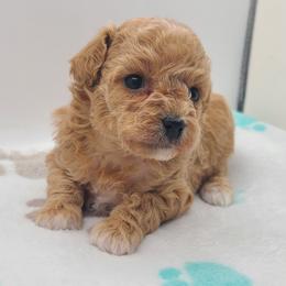 Peaches - Apricot female Poodle puppy in Kannapolis, North Carolina from Carolina Great Danes & Toy Poodles