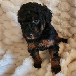 Flower - Phantom male Poodle puppy in San Tan Valley, Arizona from Desert Storm Poodles
