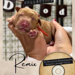 Remix - Dallas,Tx - 4,000 - Red  female Goldendoodle puppy in Garland, Texas from Twilight Doodles