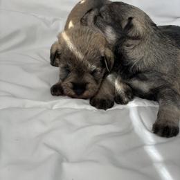 Miniature Schnauzer Puppies from JC miniature schnauzers