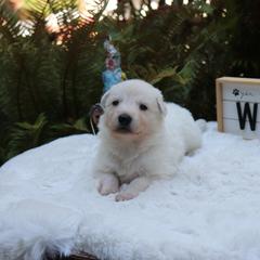 Berger Blanc Suisse Puppies from Apex Winters Wind