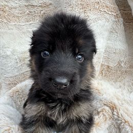 Shockwave - Black and red male German Shepherd puppy in Graham, Washington from Wildeflecken Shepherds