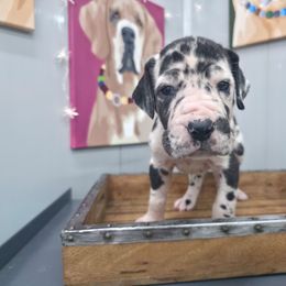 Mary - Harlequin female Great Dane puppy in Granby, Missouri from HCR Great Danes