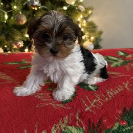 Zola - Parti female Yorkshire Terrier puppy in Fredericksburg, Virginia from VA Exclusive Yorkies