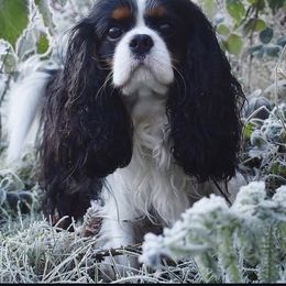 Lady - Cavalier King Charles Spaniel