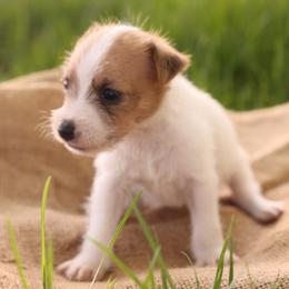 Carlisle - Tan and white male Jack Russell Terrier puppy in West Bend, Iowa from Blue Skies Terriers