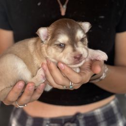 Blondie - Lavender female Pomsky puppy in Sturgis, Kentucky from Furever Pomskies