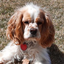 Assorted Doodle Crosses, Aussiedoodles, Cockapoos, and Poodles from Lucky Pup Meadows