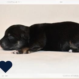 Rowan - Black & white male Australian Shepherd puppy in Delta, Colorado from SATA Kennels