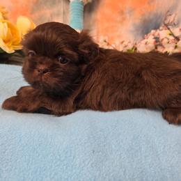 Toby - Chocolate male Shih Tzu puppy in Green Bay, Wisconsin from Kim's Shih Tzus
