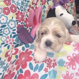 Puppy 6 - Silver female Cocker Spaniel puppy in Gainesville, Florida from Lady's Cocker Spaniels