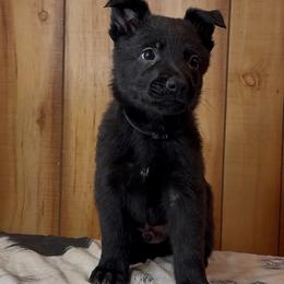 Shoka - Black male German Shepherd puppy in Beech Grove, Arkansas from Ze Zadnich lesu