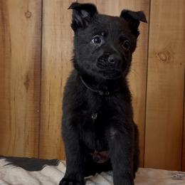 Shoka - Black male German Shepherd puppy in Beech Grove, Arkansas from Ze Zadnich lesu