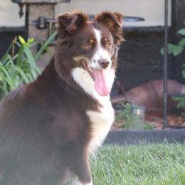 Miniature American Shepherds from Elm Creek Mini’s