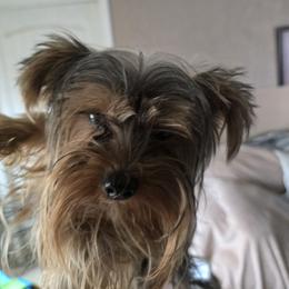 Cnight - Yorkshire Terrier