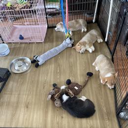 Pembroke Welsh Corgi Puppies from Shenanigans Ranch