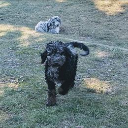 Lucy - Blue merle female Aussiedoodle puppy in Yacolt, Washington from Aussiedoodles by Maggie