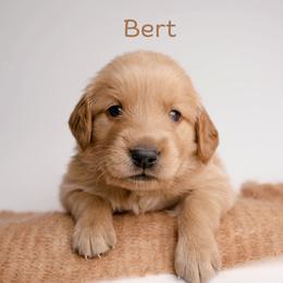 Bert - Dark golden male Golden Retriever puppy in Buhl, Idaho from Atkinson's Goldens