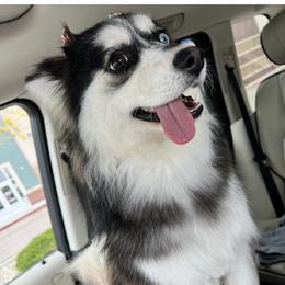 Dior - Pomsky