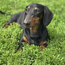 Karma - Dachshund