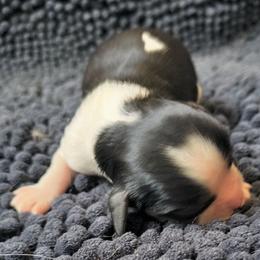 Oreo - Tri-color female Cavalier King Charles Spaniel puppy in Franklin, North Carolina from Cavaliers of the County Macon